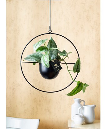 Askılı Saksıda Sarmaşık 73 cm